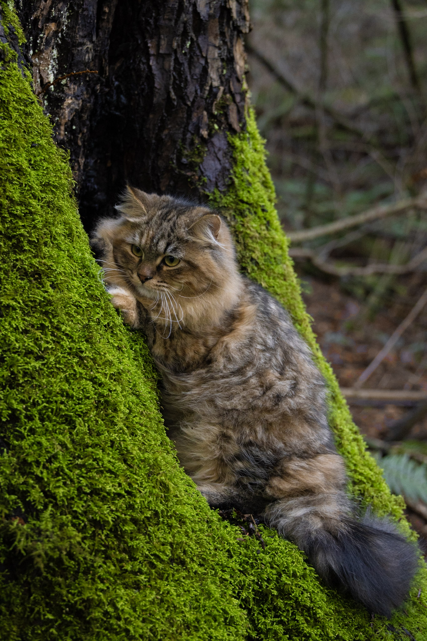 Golden Lion Siberian cat outside in a natural setting